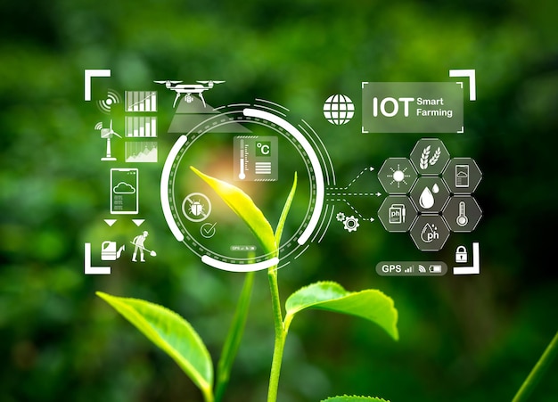 Concept tecnologico di trasformazione agricola per l'agricoltura intelligente Display digitale di icone di elementi IOT appaiono sulle foglie di tè verde organico su una fattoria agricola coltivata sullo sfondo della fattoria digitale