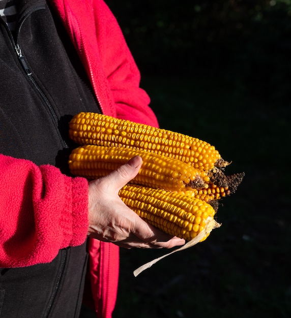 Concetto agricolo. Agricoltore che tiene la spiga di grano sulla pannocchia all'aperto