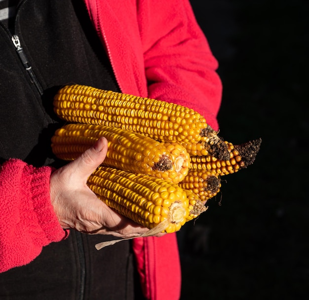 Concetto agricolo Agricoltore che tiene spiga di mais sulla pannocchia all'aperto