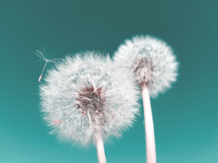Foto concetto astratto di estate fiore di tarassaco su sfondo blu.
