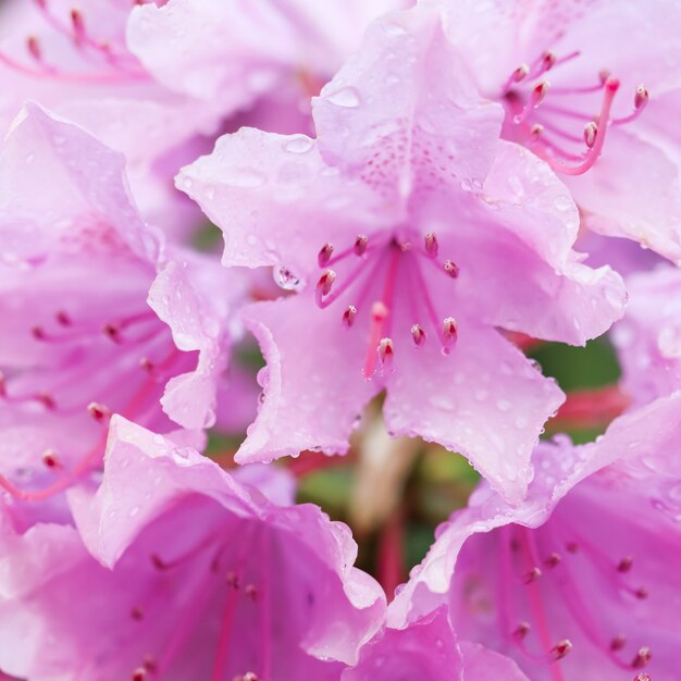 Concetto botanico - Soft focus, sfondo floreale astratto, petali di fiori di rododendro rosa con gocce di rugiada. Macro fiori