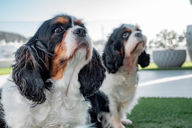 Concetto canino Due carini cani Cavalier King Charles di razza pura seduti all'aperto a guardare in alto