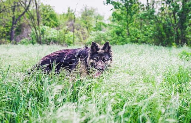 Concetto di addestramento per cani di razza.