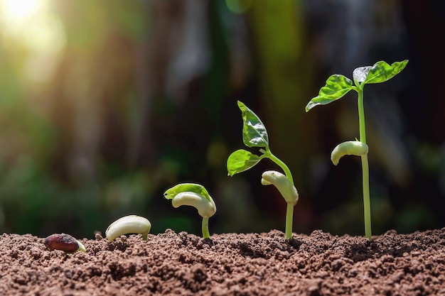 Concetto di agricoltura che pianta punto crescente con la natura verde e fondo di sunhine