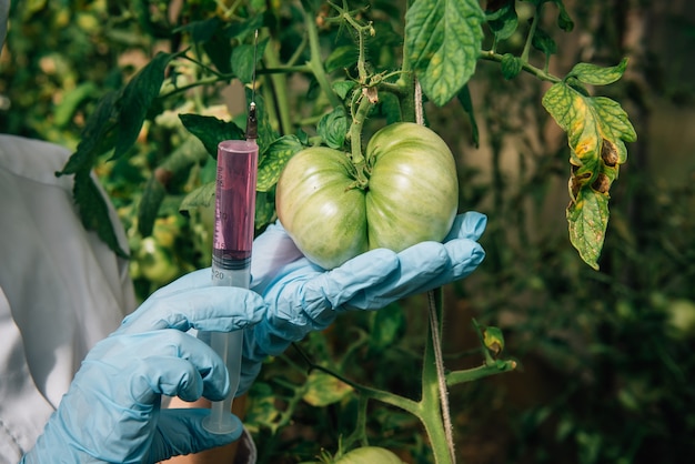 Concetto di agricoltura geneticamente modificata