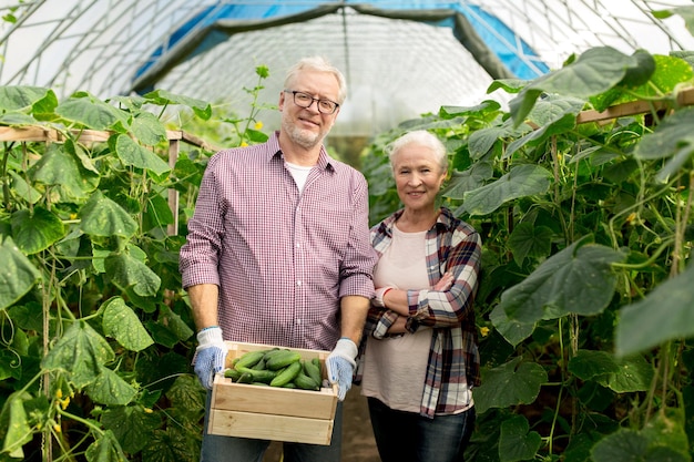 concetto di agricoltura, giardinaggio, agricoltura, raccolta e persone - coppia anziana con scatola di cetrioli nella serra dell'azienda agricola