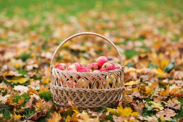 concetto di agricoltura, giardinaggio, raccolta e persone - cesto di vimini di mele rosse mature nel giardino autunnale