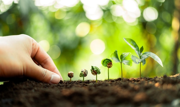 Concetto di alberi di crescita Piantine di chicchi di caffè natura sfondoalbero del caffè