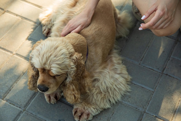 Concetto di American spaniel di cane da compagnia e migliore amico