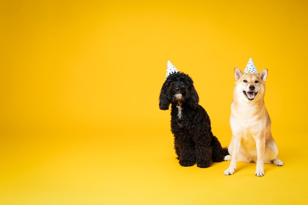 Concetto di animale domestico con due simpatici cani Barboncino e Shiba Inu