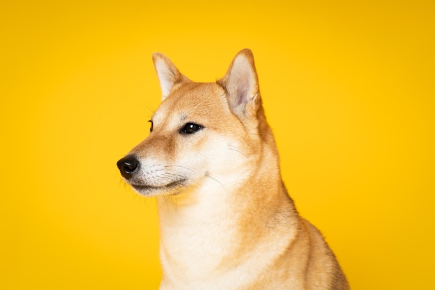 Concetto di animale domestico con simpatico cane Shiba Inu