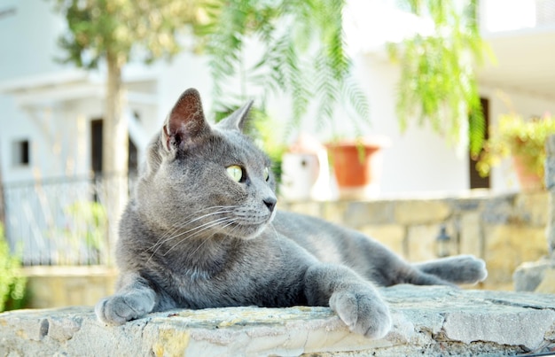 Concetto di animali domestici e di razza - Ritratto del gatto siamese.