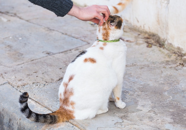 Concetto di animali domestici - gatto tabby arancione e bianco con collare all'aperto.