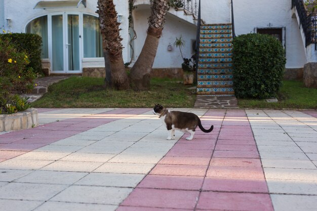 Concetto di animali, primavera e animali. Gatto sveglio che cammina all'aperto