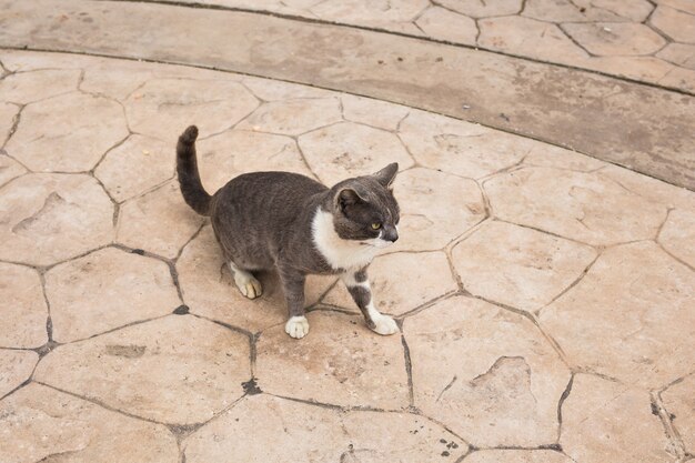 Concetto di animali senzatetto - Gatto randagio per strada.