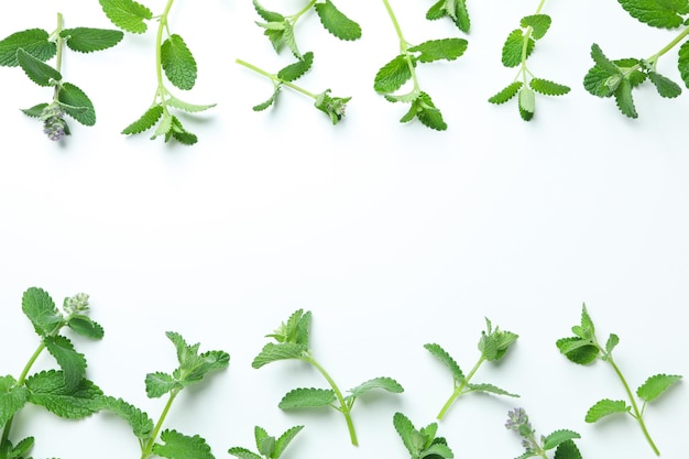 Concetto di aromaterapia con spazio alla menta per il testo