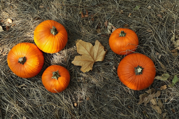 Concetto di autunno con zucche e foglie all'aperto