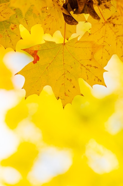 Concetto di autunno dorato. Sfondo autunnale con foglie di acero gialle. Foglie autunnali ingiallite su sfondo sfocato. Copia spazio