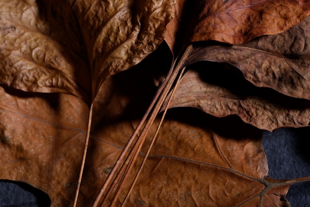 Concetto di autunno: foglie colorate marrone appassite su fondo scuro.