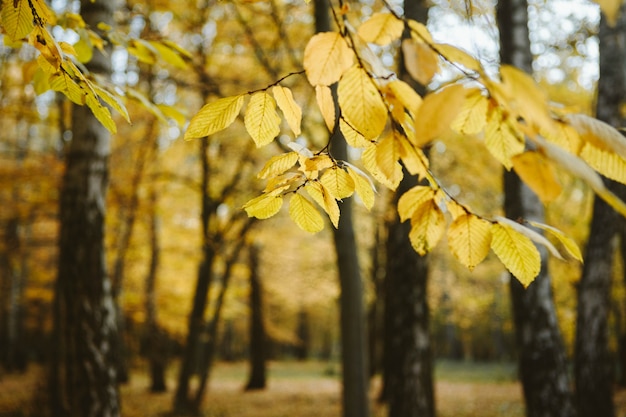 Concetto di autunno, foglie di giallo nel parco