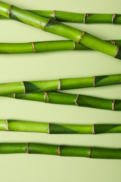 Concetto di bambù vegetale tropicale ed estivo