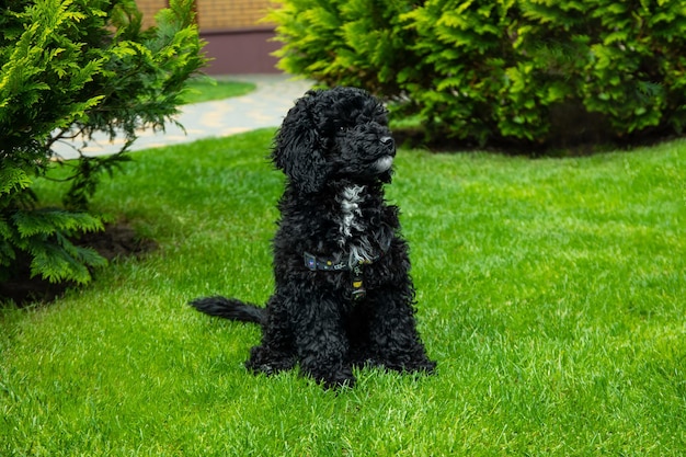 Concetto di barboncino giocattolo nero per animali domestici