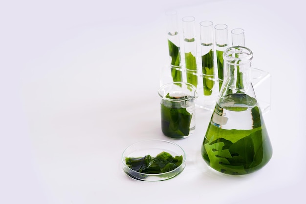 concetto di biologia della ricerca scientifica con alghe o alghe in laboratorio su sfondo bianco