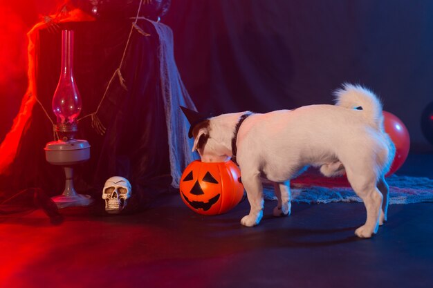 Concetto di celebrazione di Halloween. Cane divertente che mangia dalla zucca di Halloween.