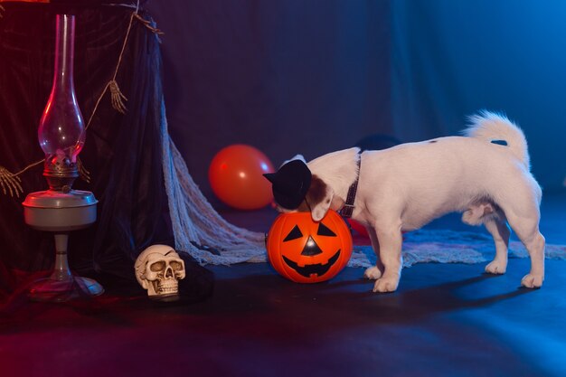 Concetto di celebrazione di Halloween. Cane divertente che mangia dalla zucca di Halloween.