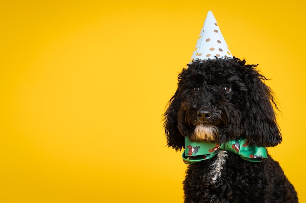 Concetto di compleanno del cane che festeggia con il cane carino