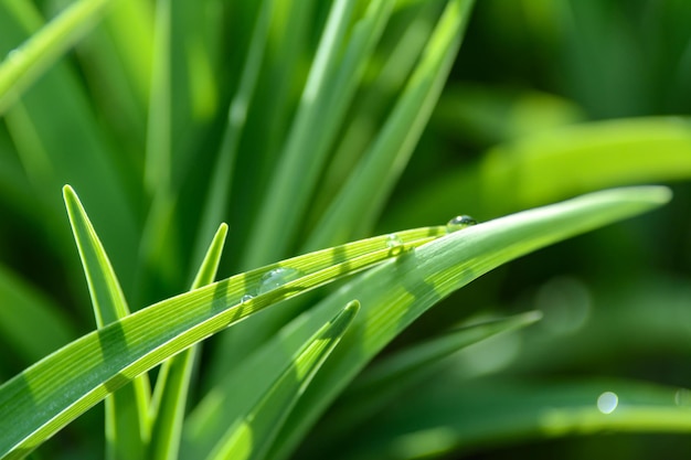 Concetto di conservazione dell'ambiente Gocce di rugiada su un'erba verde in primo piano