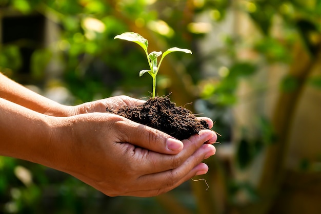 Concetto di crescita, le mani stanno piantando le piantine nel terreno