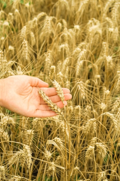 concetto di crisi alimentare. mano che tiene il grano sullo sfondo di un campo di grano