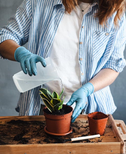 concetto di cura delle piante d'appartamento, ragazza senza volto che innaffia un vaso di sansevieria posto per il testo