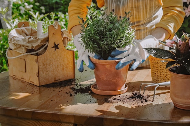 Concetto di cura delle piante da giardinaggio La donna ripianta la pianta di lavanda in vaso di ceramica all'aperto