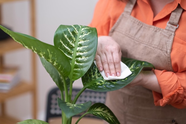 Concetto di cura delle piante domestiche primo piano asciugando a mano le foglie di dieffenbachia dalla polvere