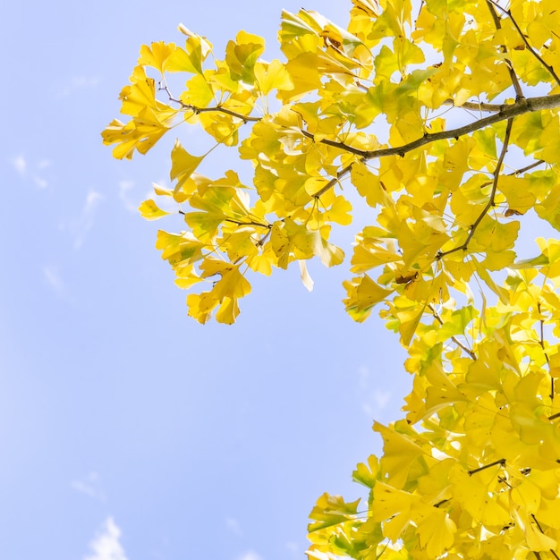 Concetto di design - Bellissimo ginkgo giallo, foglia di albero di gingko biloba nella stagione autunnale in una giornata di sole con luce solare, primo piano, bokeh, sfondo sfocato.