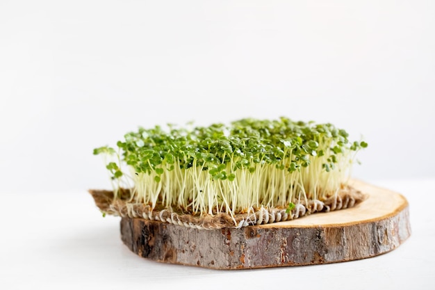 Concetto di dieta vegana e vegetariana Microgreens