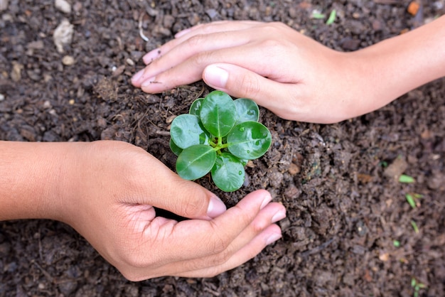 Concetto di ecologia.