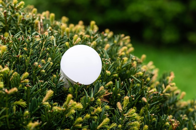 Concetto di energia ecologica Lampadina nel fogliame verde