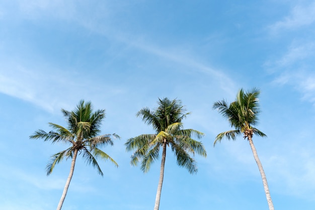 Concetto di estate della spiaggia dell&#39;albero del cocco