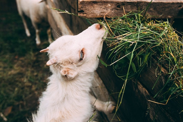 Concetto di fattoria con baby capra