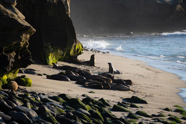 Concetto di fauna selvatica di foche di pelliccia del capo con leoni marini