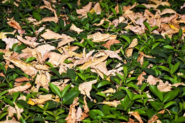 Concetto di flora della pianta stagionale delle foglie secche di caduta di autunno