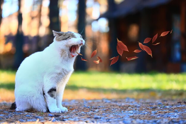 concetto di foglie gialle dell'animale domestico di autunno stagionale