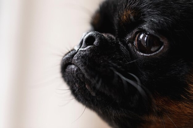 concetto di foto animale cane