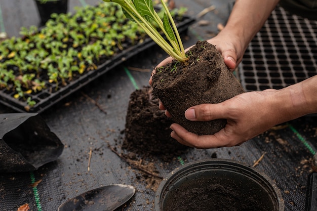 Concetto di giardinaggio diverse piante verdi rinvasate in vasi di dimensioni maggiori per consentire alle piante di crescere più grandi.