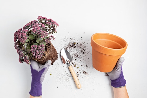 Concetto di giardinaggio domestico con piantagione di piante succulente