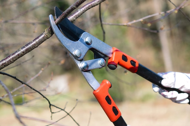 Concetto di giardinaggio domestico Primo piano di una donna che taglia a mano un ramoscello di albero da frutto in giardino in una giornata di sole