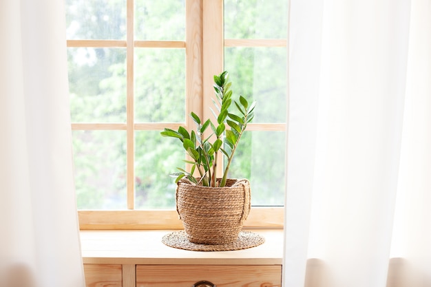 concetto di giardinaggio domestico. Zamioculcas in vaso di fiori sul davanzale. Piante domestiche sul davanzale della finestra. Piante domestiche verdi in un vaso sul davanzale a casa. Hygge. Boho. Rustico. Scandinavo. spazio per il testo